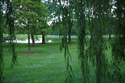 A photo from under a willow tree looking through the branches at trees and a pond.